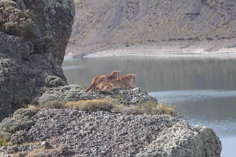 pumas, torres del paine, wildlife, photography, tours, chile